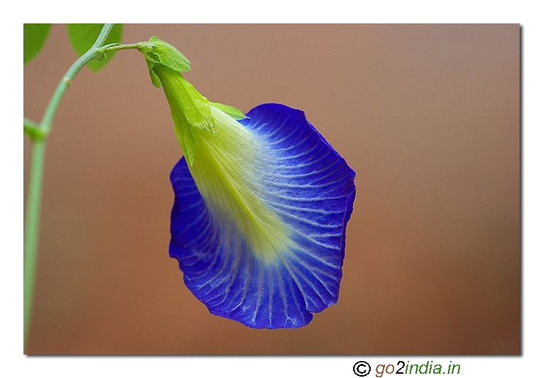 Wild flower