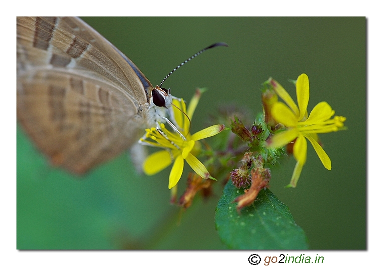 Common Cerulean lycaenid butterfly