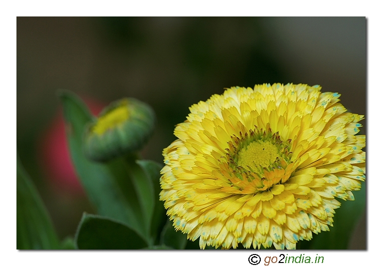 Flower