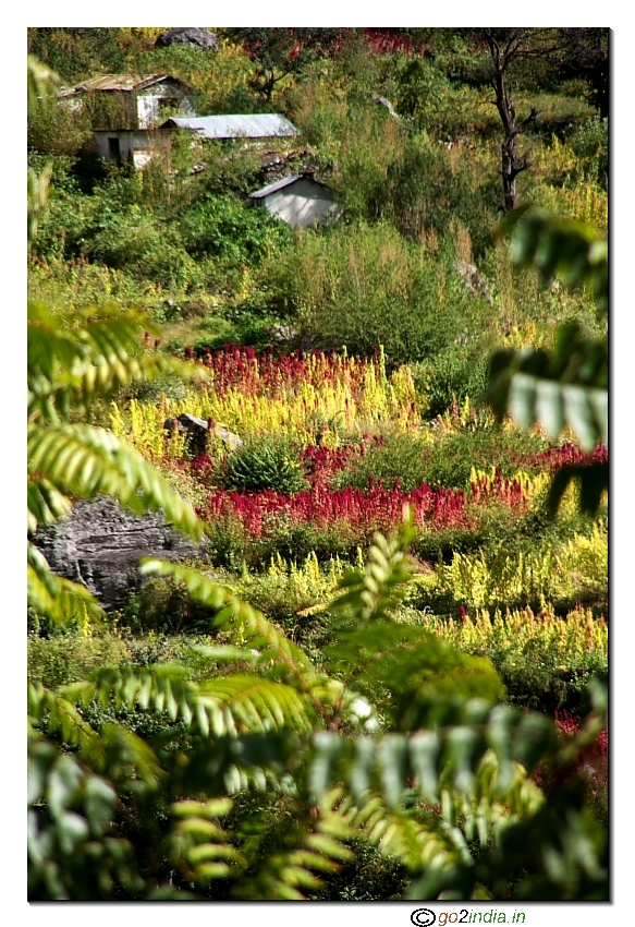 Colorful flowers on the way to Badrinath Dham 