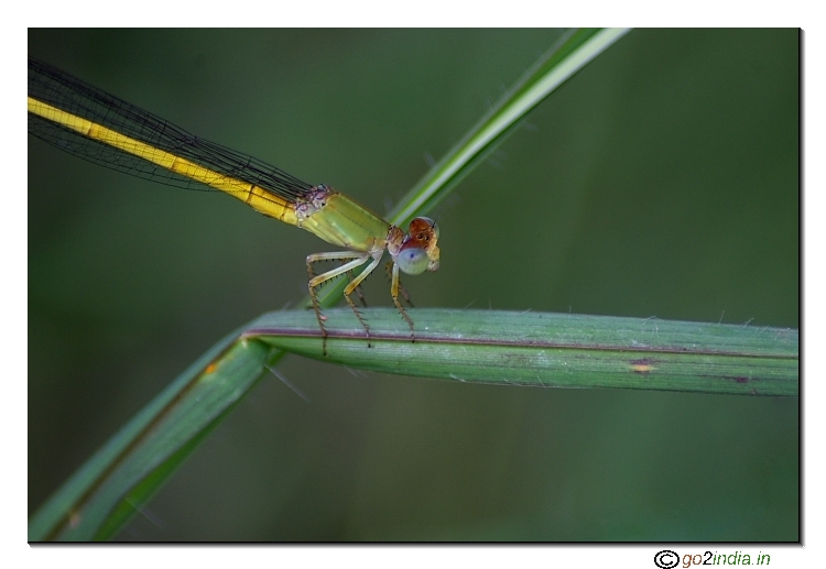 Coromandel Marsh Dart damselfly
