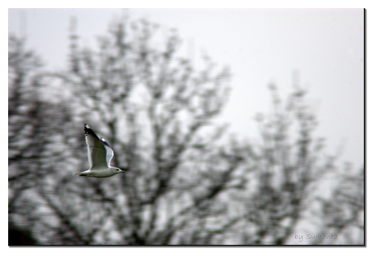 flight