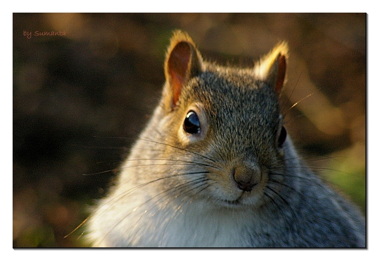 squirrel