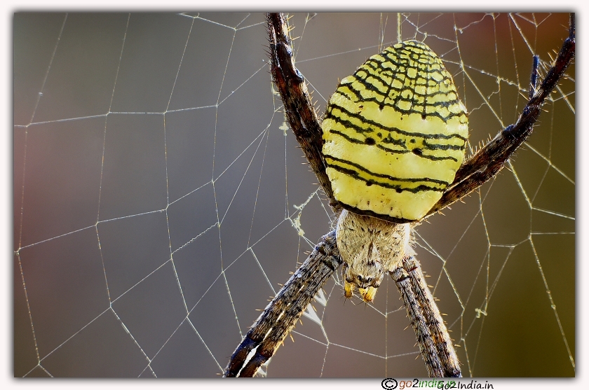 Spider macro photo with stacking