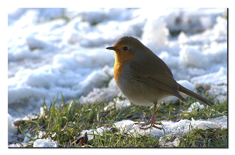 bird shot
