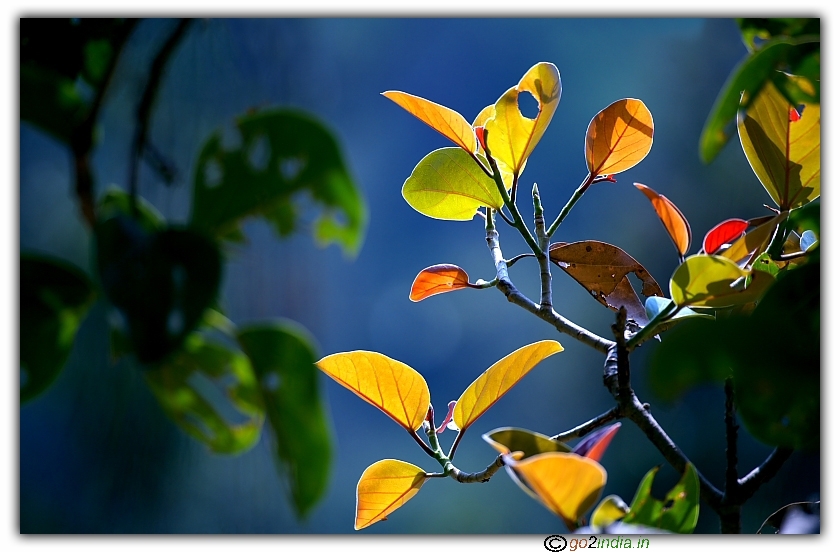 Reddish yello leaves in a jungle