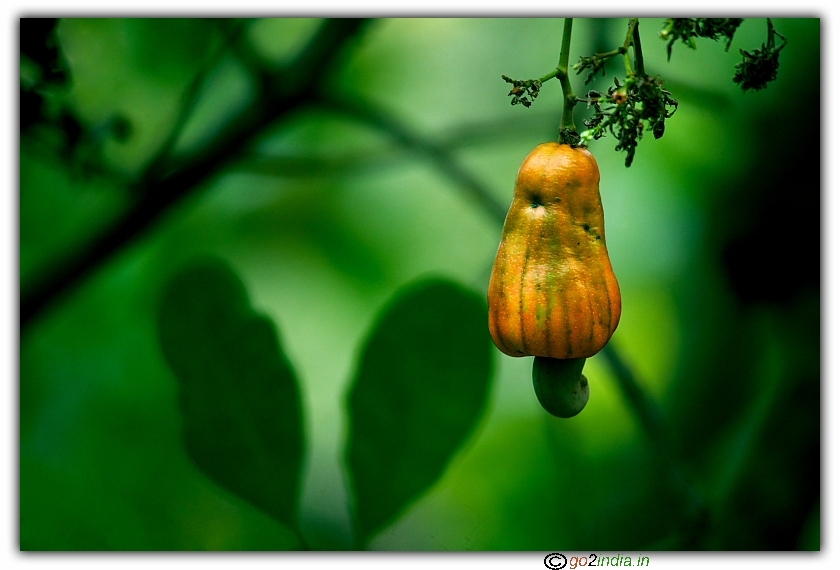 cashew fruits in Simhachalam jungle hill
