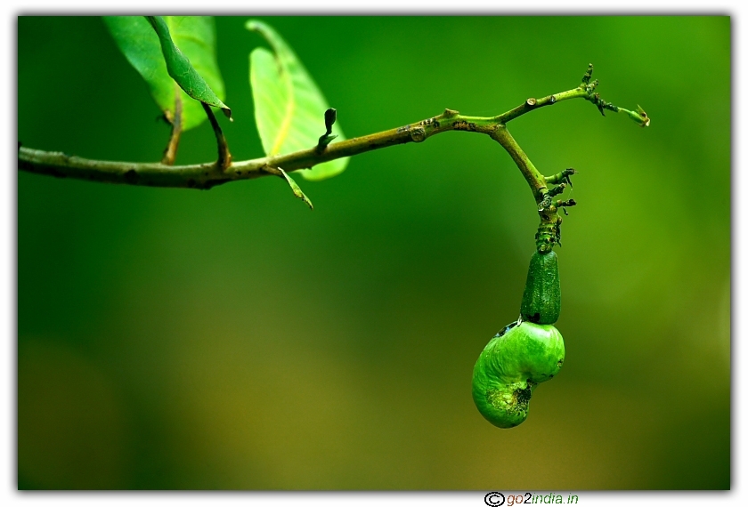 Single cashew nut not ripened hanging in the tree