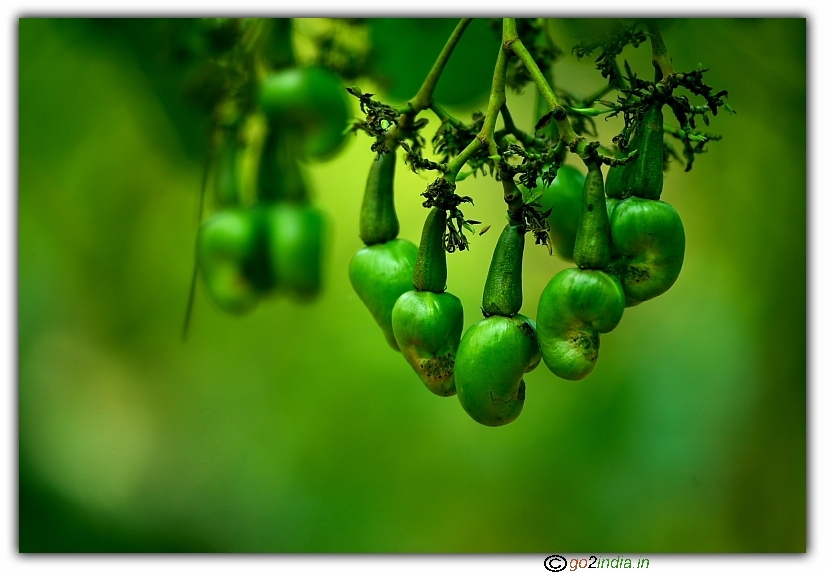 Bunch of cashew nut fruits not ripened on a tree
