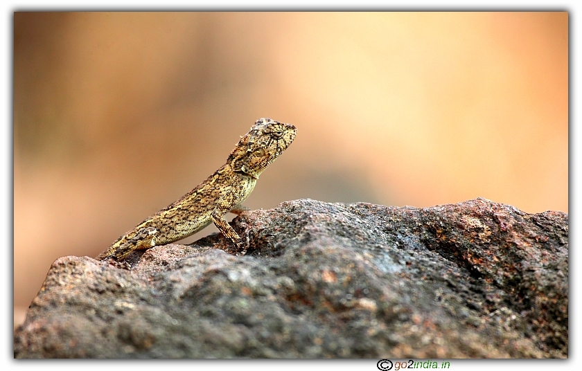 Lizard looking from the top of a rock