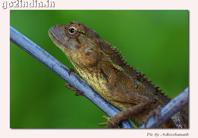 Lizard