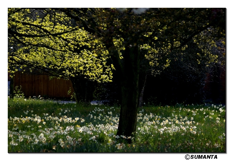 Hampton garden