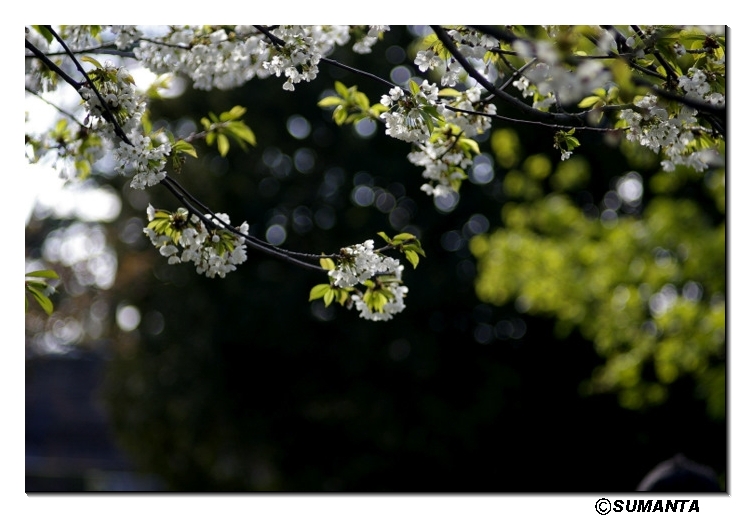 Hampton garden