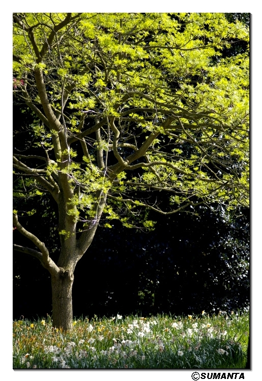 Hampton garden