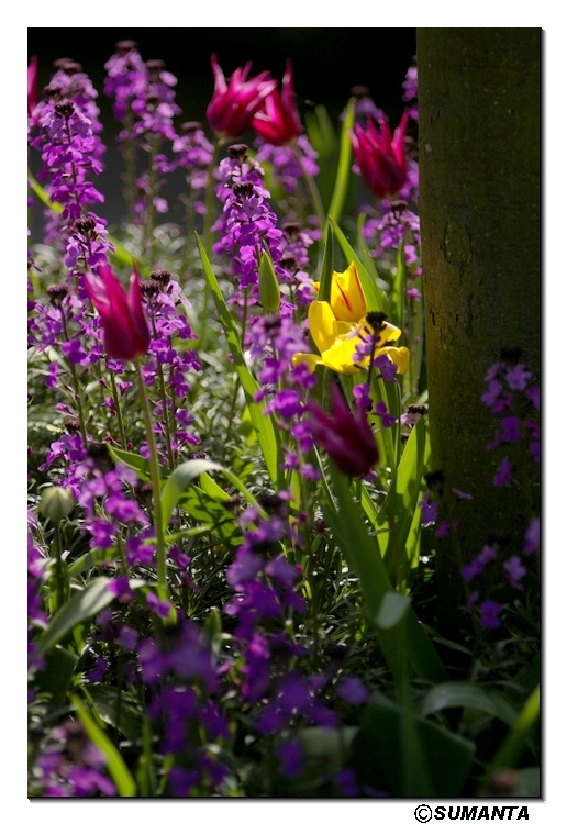 Hampton garden