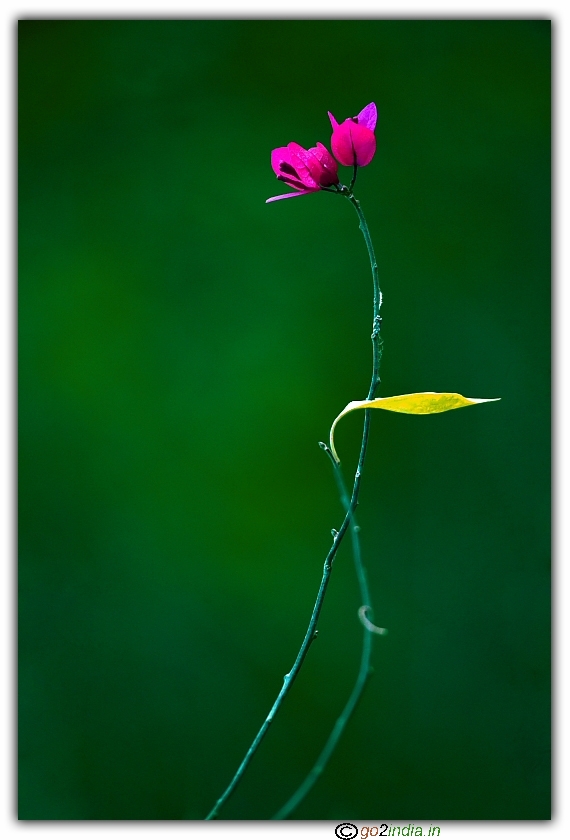 Single flower and single leaf