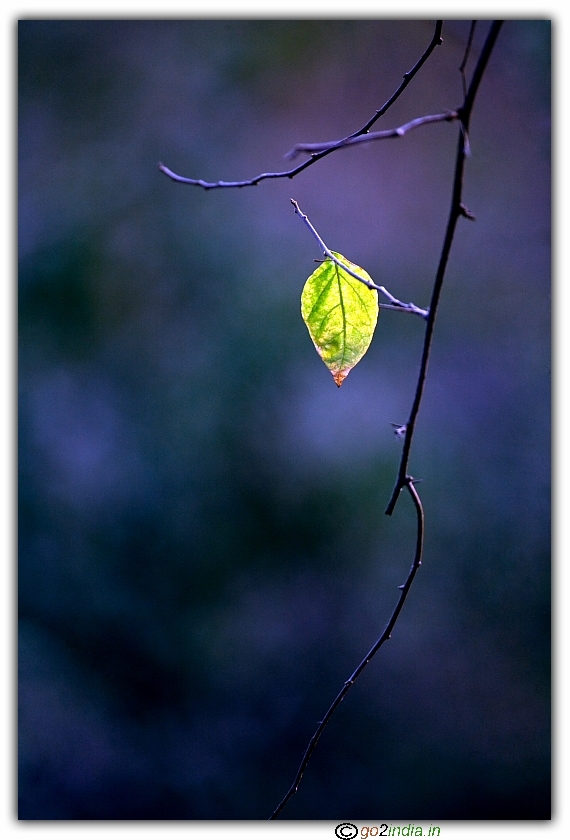 leaf in a moon light effect