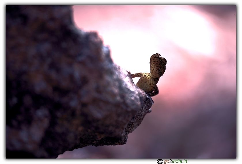 Lizard climbing a rock