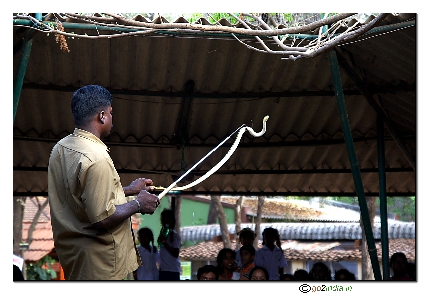 Displaying snakes at Park in Chennai