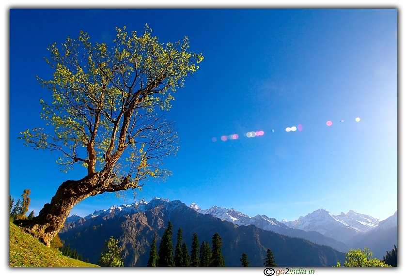 early hours sun rays touching the tree
