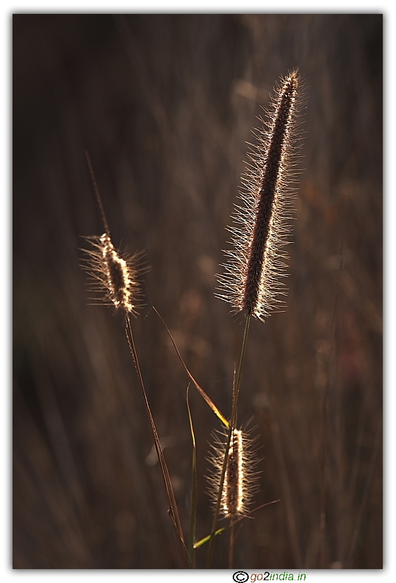 Tender lighting on grass