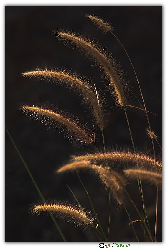 Early morning Sun rays on grass