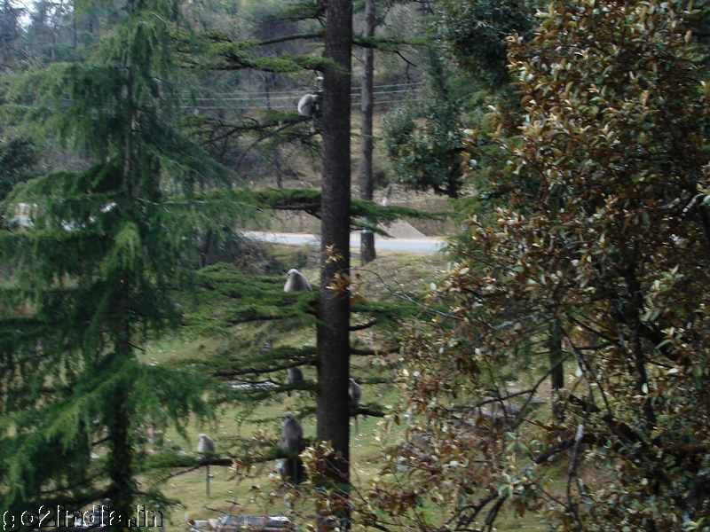 Monkeys on tree