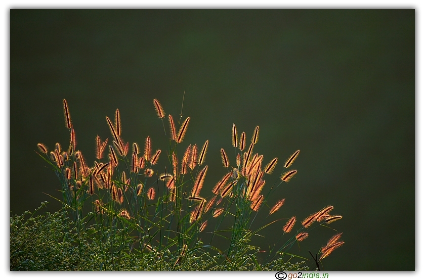 Leaves in morning 