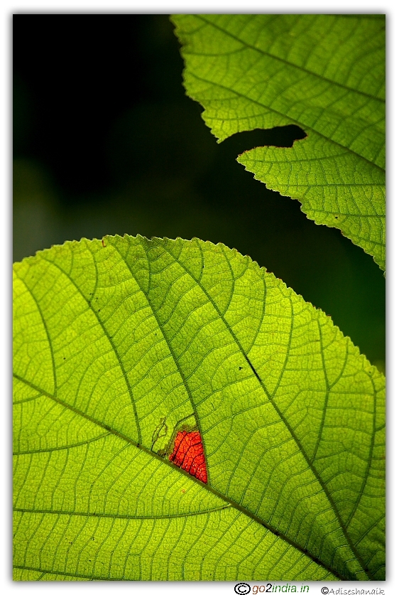 Leaves having red spot on a tree