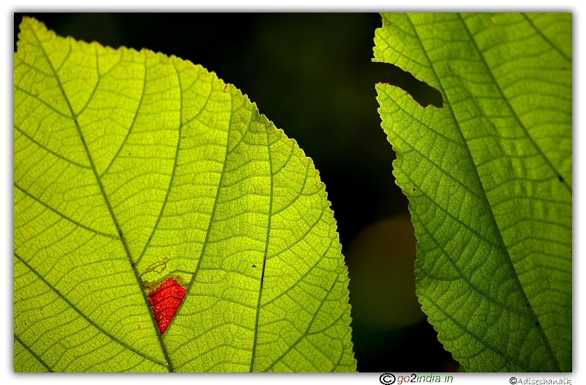 Red spots on the leaves of a tree