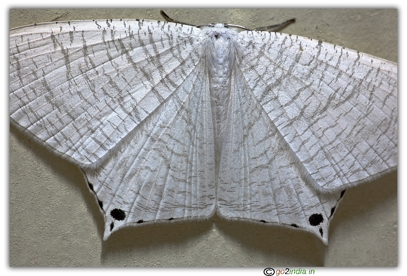 Close up photo of butterfly