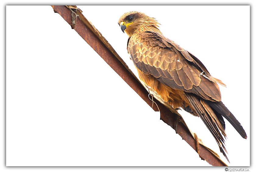 Eagle looking