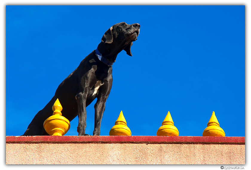 Dog standing
