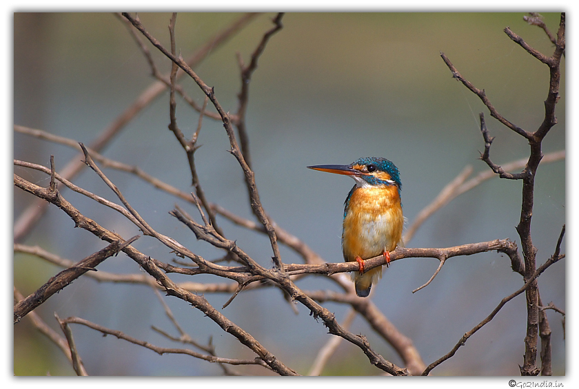 Bird at Purbasthali