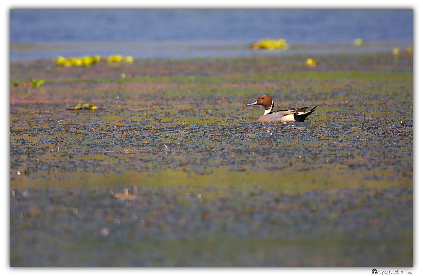 Bird at Purbasthali