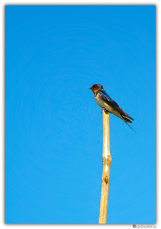 Wagtail