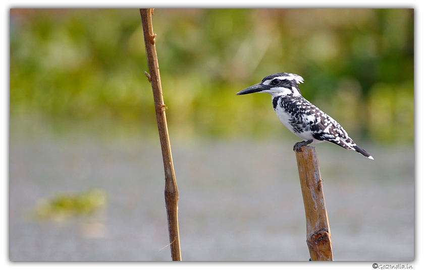 Pied KF