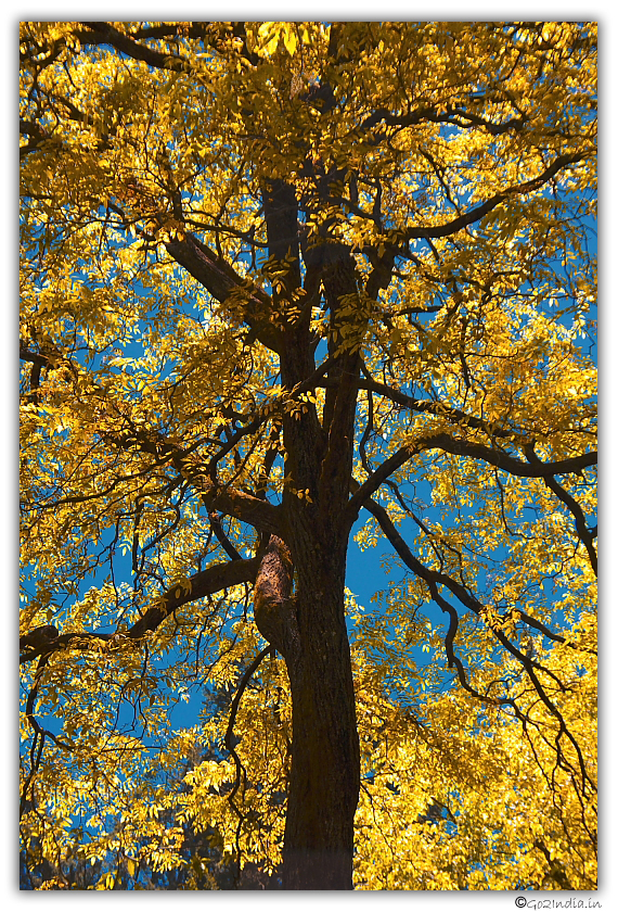 Forest leaves symmetrical abstract