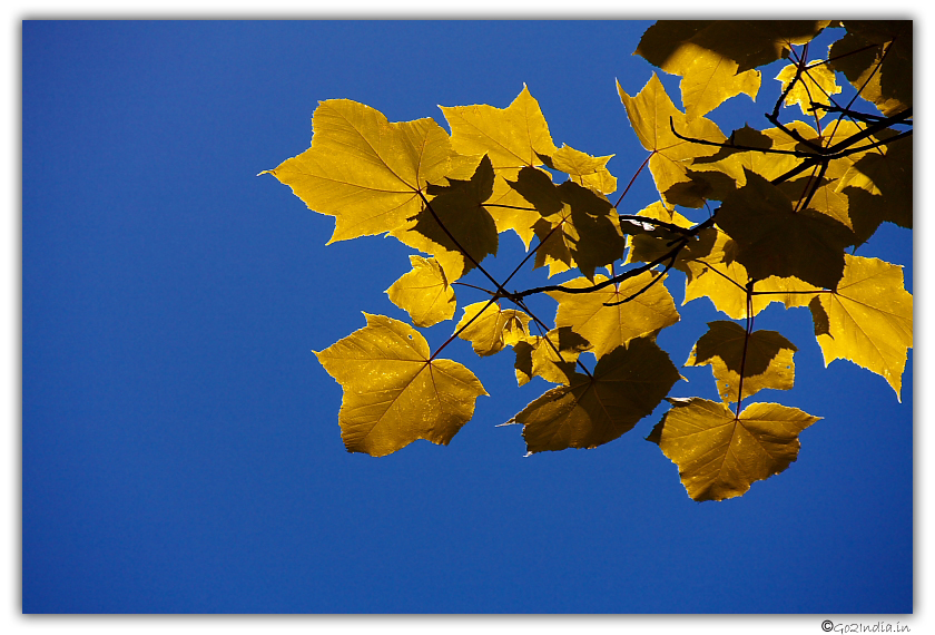 Jungle tree leaves seen during Saur lake pass trekking at Kullu valley