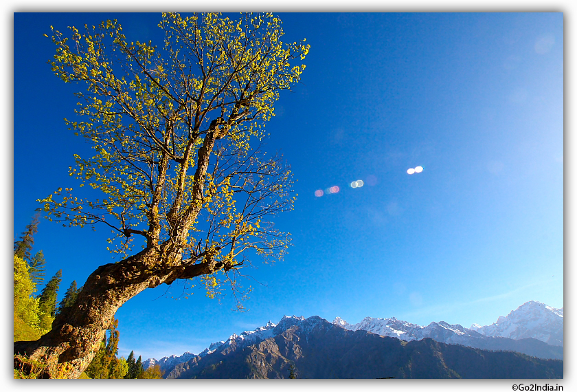light invited by a tree