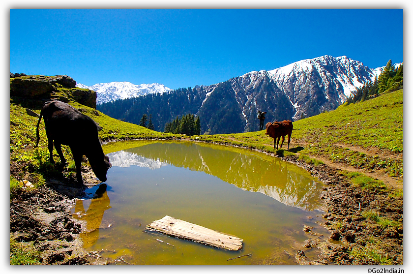 pond in front of glacier
