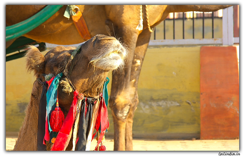 Camel research centre in Rajastan