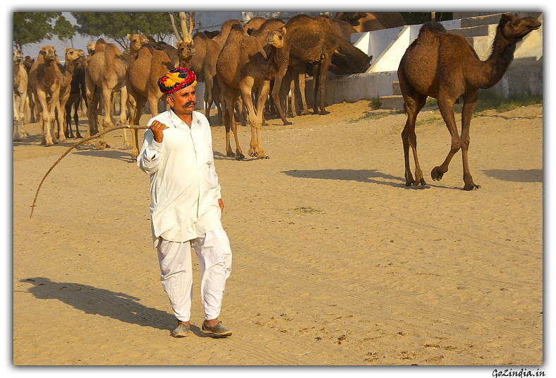 Camel research centre in Rajastan