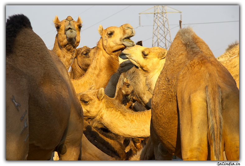 Camel research centre in Rajastan