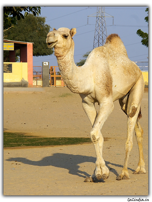 Camel research centre in Rajastan