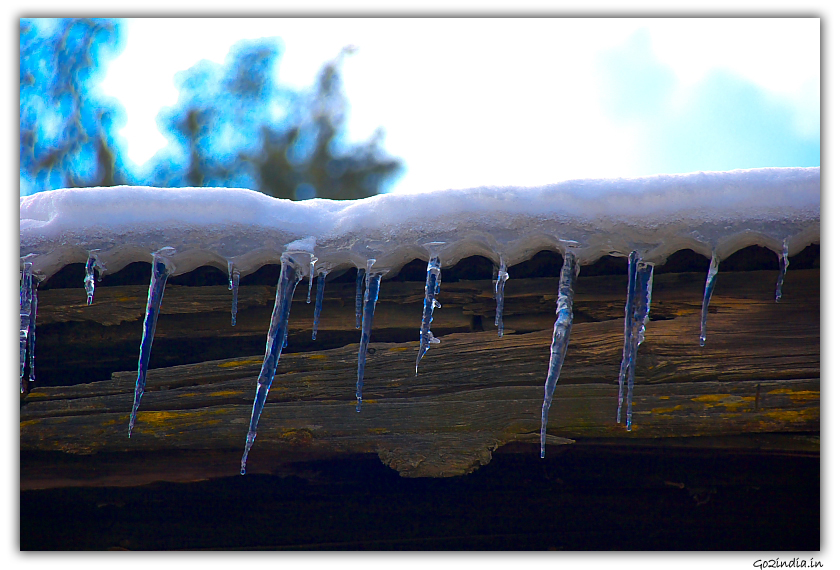 Icicles  at roof tops of Kufri in winter