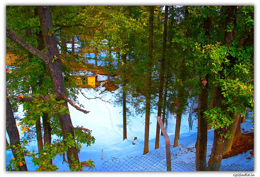 Zoo is coverd with snow in winter at Shimla