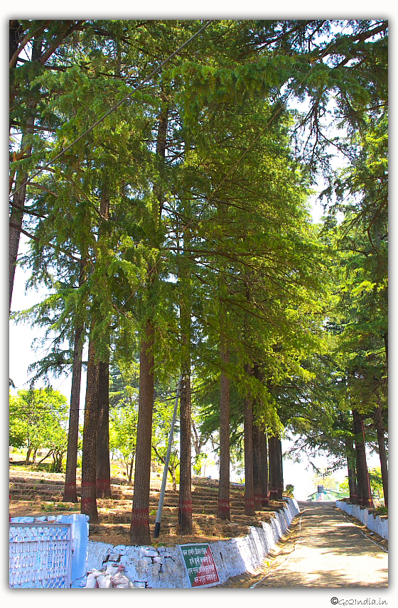 Tall trees around TRC of KMVN