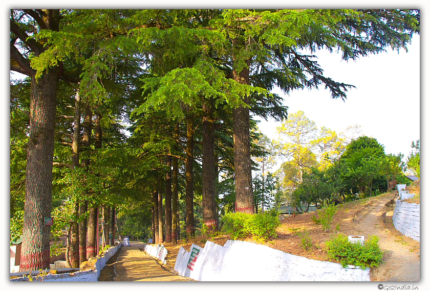 Tall trees around forest rest house Ranikhet