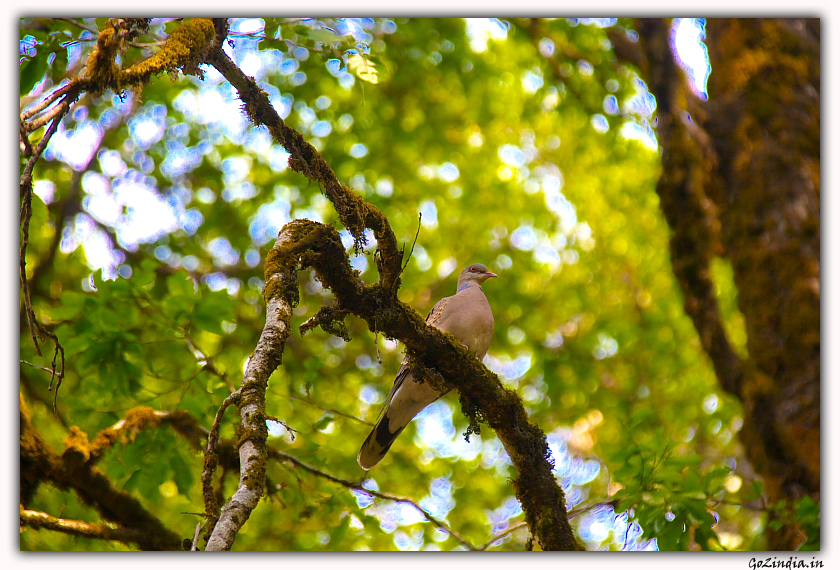 A bird inside Binsar wildlife santuary